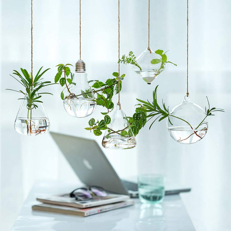 air plant hangers indoor