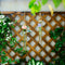 hanging plants in glass