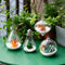 glass terrarium