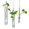 air plant terrarium hanging